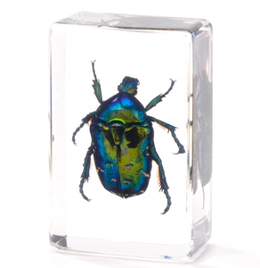 Insetti reali in resina esemplare di insetto insetti realistici animali realizzati in resina giocattoli per bambini collezione di biologia - Product Image 6