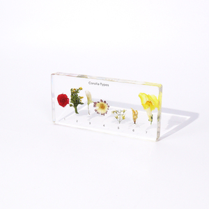 Alti tipi di Corolla acrilica trasparente campione di resina giocattoli educativi per la scuola superiore - Product Image 5