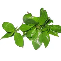 Albahaca fresca, hojas de albahaca para exportación, entrega rápida y respuesta rápida