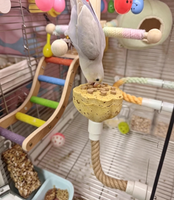 Nourriture pour oiseaux, friandises pour perroquets, pour calopsites, agapornis, perruches, conures solaires, friandises décoratives pour cage, personnalisables