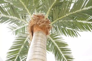 2025 Nouveaux palmiers géants artificiels Cocotiers pour l'aménagement paysager intérieur et extérieur - Product Image 6