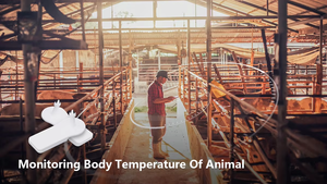 Monitoreo de Salud Animal KKM T1 con acelerómetro para seguimiento de ubicación de animales - Product Image 3