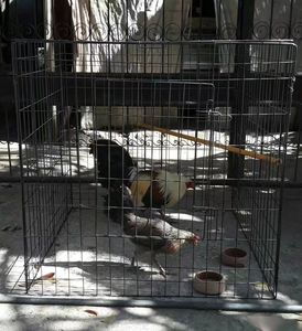 75x75cm Foldable Square Anti-corrosion Welded <b>Wire</b> <b>Mesh</b> Chicken Coop Low-Carbon Iron <b>Wire</b> Bending Walk-in Design for Poultry - Product Image 3