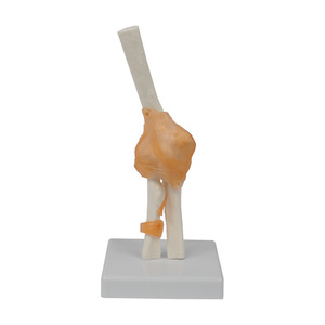 Modèle fonctionnel du ligament du coude ; modèle de squelette humain pour l'enseignement. - Product Image 4
