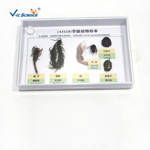 Collection d'échantillons d'<span class=keywords><strong>arthropodes</strong></span>, modèle anatomique pédagogique d'<span class=keywords><strong>insectes</strong></span> et d'<span class=keywords><strong>arthropodes</strong></span> en PVC pour les écoles de médecine - Product Image 1