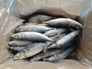 P1189 Pesce Intero Congelato Prezzo All'Ingrosso Sgombro Giapponese (Scomber Japonicus <span class=keywords><strong>Saba</strong></span>) 300-400g/pz - Product Image 1