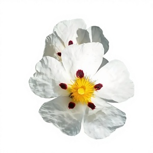 Extracto de <span class=keywords><strong>Cistus</strong></span> Creticus 10:1, Polvo de <span class=keywords><strong>Cistus</strong></span> Creticus, Extracto de Yanqiangwei, Alto Contenido, Puro, Natural, Grado Alimenticio - Product Image 3