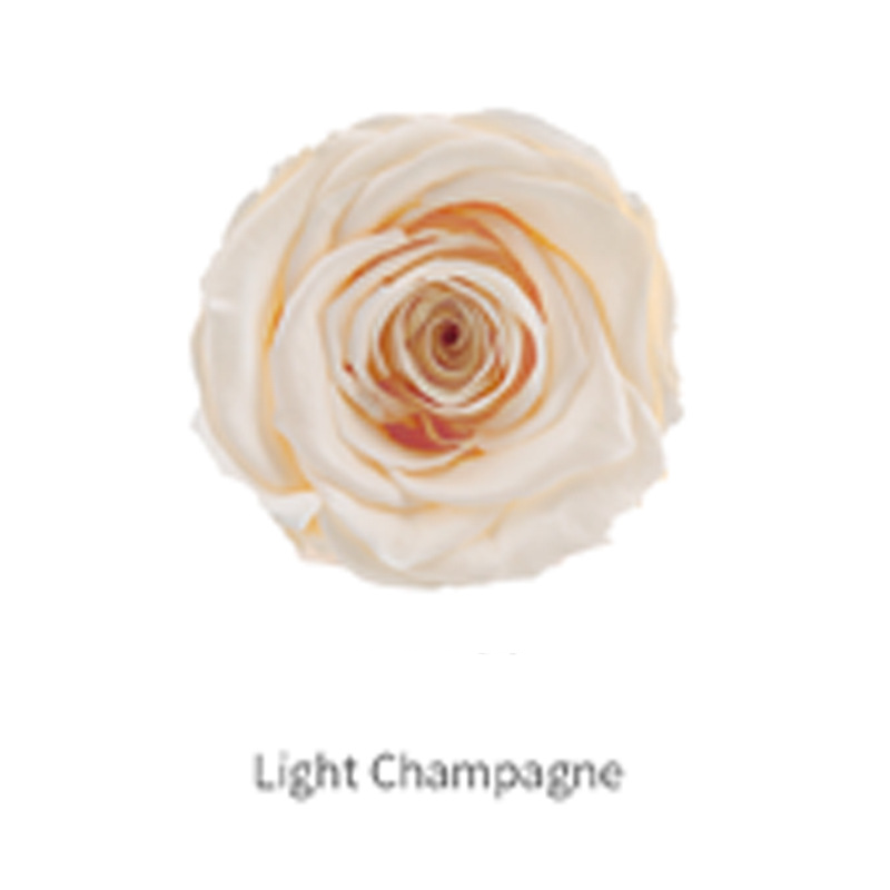 แสงสีแชมเปญเกรด B 8ดอกไม้