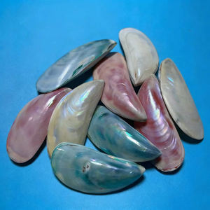 Bunte Blaumeeresmuschel Natürliche Muschel Meeresmuschel Moderne Kunst Aquarium Landschaftsgestaltung Dekoration Fotografie Sammlerstück - Product Image 3