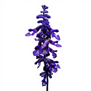 Bubuk Ekstrak Salvia <span class=keywords><strong>Officinalis</strong></span> Berkualitas Tinggi 10:1, Larut dalam Air, Kelas Makanan - Product Image 2