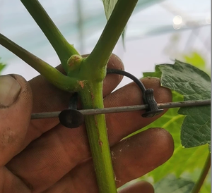 Clips de Soporte Profesionales para Plantas de Uva, Kiwi y Tomate - Ganchos de Plástico Resistentes a los Rayos UV para Enredaderas - Herramientas para Huertos y Granjas - Product Image 6