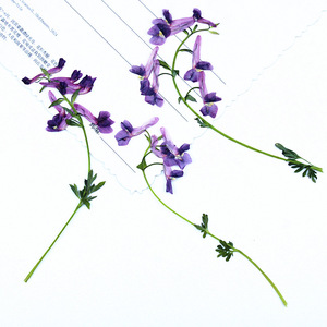 <span class=keywords><strong>Flores</strong></span> de <span class=keywords><strong>Corydalis</strong></span> Secas y Prensadas con Tallos para Arte en Resina, Arte de Uñas, Scrapbooking, Marcapáginas, Manualidades con <span class=keywords><strong>Flores</strong></span> Prensadas - Product Image 2