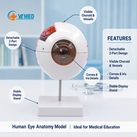 Modelo Anatómico del Ojo Humano Ampliado 6 Veces para la Educación Científica, Estudio de los Estudiantes, Exhibición, Enseñanza Médica, CE/ISO