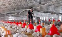 Système d'élevage automatique de poulet de chair à faible coût pour poulet