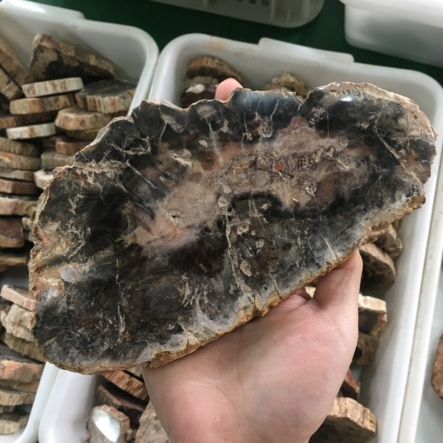 Wholesale Natural fossil Stone Slice Polished Crystal Slabs Petrified fossil Wood Slab