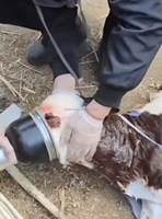 Pompe respiratoire durable pour veau, réanimateur de veau, aspirateur de mucus, respirateur pour dystocie avec silicone souple pour les premiers secours des veaux nouveau-nés