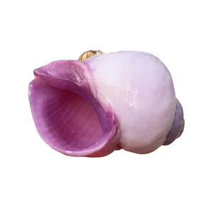 Escargot de mer corail violet, petite coquille naturelle, spécimen de collection rare, pour décoration aquatique, Chine continentale - Product Image 1