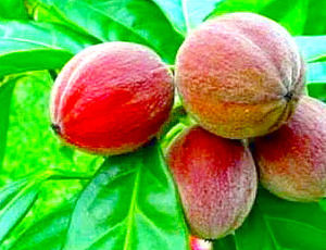 Produttore cinese miracoloso frutta compressa commercio miracolo estratto di bacche di frutta - Product Image 3