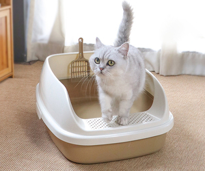 Vente en gros Toilettes pour chat en plastique Litière pour chat autonettoyante avec pelle - Product Image 2