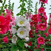 Graines d'hibiscus à pétales multicolores d'origine Althea. Fleurs de jardin d'extérieur qui sont vivaces et faciles à cultiver toute l'année.