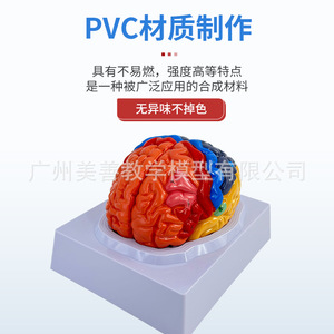 Modelo cerebral, regiones cerebrales, tronco cerebral, cerebro, cerebelo, relación estructural, áreas funcionales del cerebro, anatomía, audición - Product Image 5