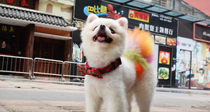 <span class=keywords><strong>Collar</strong></span> de cadena para perro a cuadros, lazo desmontable, retráctil, para exteriores - Product Image 5