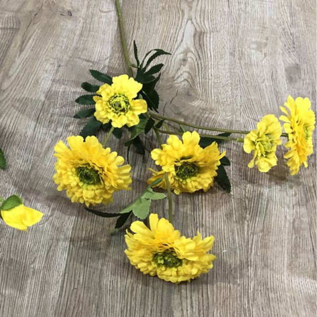 6Head American Dahlia Yellow