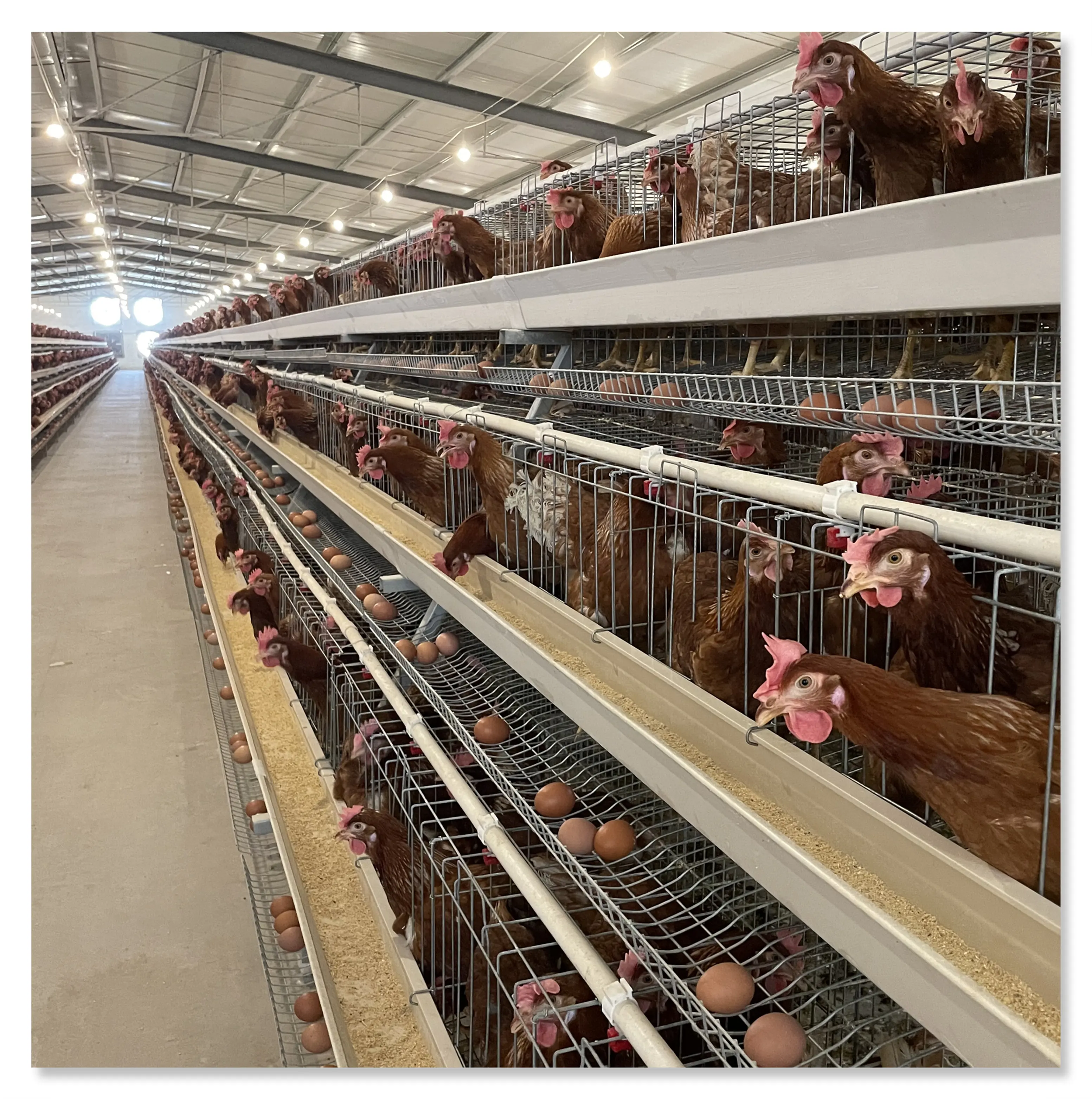 Hot selling A type layer chicken cages hot galvanized poultry farm equipment