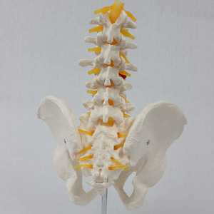 Vérètes lombaires sur mesure en 5 sections avec attaches du nerf pelvien, colonne lombaire humaine simulée, pour l'enseignement et la démonstration - Product Image 3
