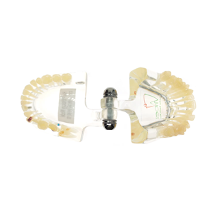 Modèle de dents pour maladies implantaire, conception claire, modèle d'étude des dents implantaire, modèle de pathologie <span class=keywords><strong>dentaire</strong></span> pour usage <span class=keywords><strong>dentaire</strong></span> - Product Image 5