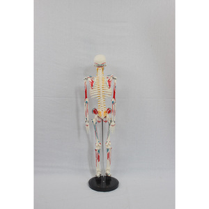 DARHMMY <span class=keywords><strong>Squelette</strong></span> <span class=keywords><strong>Humain</strong></span> Complet de 85 cm pour Études Médicales - Comprend des Points d'Insertion Musculaire, des Disques <span class=keywords><strong>et</strong></span> des Structures Nerveuses - Product Image 2