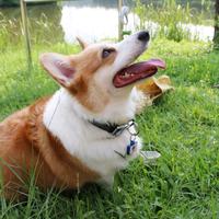 Anpassbare Silikon-ID-Namensschilder mit QR-Code für Hunde und Katzen Nachhaltige Haustier-ID-Tags Personal isiert für Besitzer