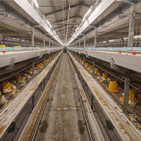 Système de cages en batterie automatique de type A pour poules pondeuses, kit de démarrage durable pour 2000 oiseaux, pour projet avicole au Nigeria