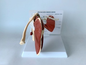 डार्हमी जीवन-आकार प्लास्टिक चिकित्सा विज्ञान मॉडल मांसपेशियों और स्नायुबंधन के साथ संयुक्त - Product Image 6