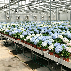 Tavolo Idroponico ChenChao Best Seller Ebb and Flow, Durevole, 5x10ft, per Microgreens - Product Image 4