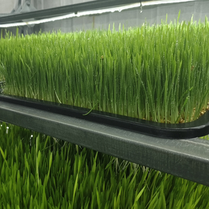 Mesin wadah hidroponik tertutup untuk perlengkapan manufaktur pakan hewan hijau kuman Barley - Product Image 3