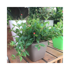 YIZHITANG <span class=keywords><strong>vasi</strong></span> autoassorbenti da 5 pollici <span class=keywords><strong>per</strong></span> decorazioni <span class=keywords><strong>per</strong></span> il giardino di casa matrimonio composizioni floreali Bonsai <span class=keywords><strong>piante</strong></span> in plastica succulenta - Product Image 1