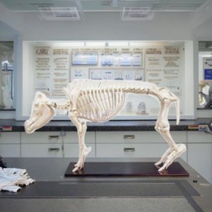 Khoa học y tế Mô hình bộ xương lợn, Bộ xương lợn, mô hình lợn Kích thước cuộc sống Bộ Xương - Product Image 2