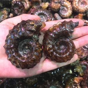 Cuerno de cabra natural Caracol Amonita Fósiles Concha Caracol Fósil Ocean Reliquiae Animal Seashell para la venta - Product Image 2