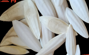 Coquille interne naturelle en os de seiche véritable de la seiche Céphalopode en forme de calmar en os blanc - Product Image 3