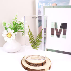 Haute transparence 4 types <span class=keywords><strong>de</strong></span> spécimen <span class=keywords><strong>de</strong></span> résine <span class=keywords><strong>de</strong></span> <span class=keywords><strong>fougère</strong></span> acrylique <span class=keywords><strong>de</strong></span> <span class=keywords><strong>fougère</strong></span> ressource pédagogique pour le lycée - Product Image 4