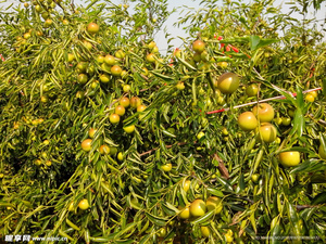 ขายส่งผลพลัม<span class=keywords><strong>จีน</strong></span>ชานตงฤดูหนาว 2 กก. <span class=keywords><strong>สด</strong></span>ใหม่ ส่งออก ราคาถูก - Product Image 4