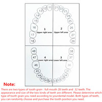 Modelo Anatómico de Dientes Dentales de 28/32 Piezas, Dientes de Repuesto para Práctica de Técnico Dental, Modelos Nissin / Modelo de Cabeza para Simulador Dental