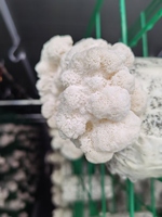 Conteneur de culture hydroponique de champignons Shiitake Matsutake Hezhou HM-40FT avec système d'air frais, contrôlé par PLC, à haut rendement et économe en énergie