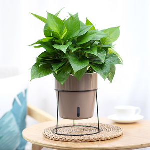 N-oliz — pots <span class=keywords><strong>de</strong></span> fleurs en plastique A603/605/607, pot pour plantes <span class=keywords><strong>de</strong></span> jardin à domicile, avec arrosage automatique pour plantes d'intérieur - Product Image 4