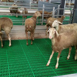 Nuevo Piso de Plástico para Cabras <span class=keywords><strong>DEBA</strong></span> Brother, 600x1200 mm, Fácil de Ensamblar, Equipo Agrícola, Material PP, Equipo de Cría de Ganado - Product Image 2