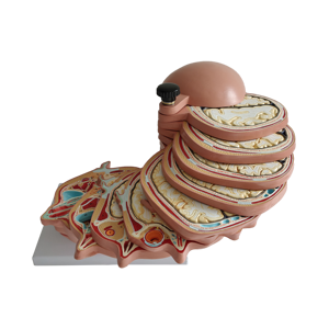 Modelo Anatómico <span class=keywords><strong>Seccional</strong></span> del Cerebro Humano en PVC para Ciencias Médicas - Product Image 4