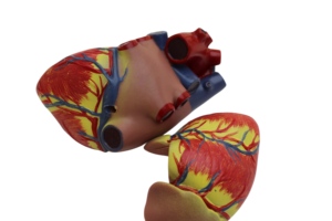 Mô hình độ nét cao cho trình diễn trường học và bệnh viện, một mô hình giải phẫu của tim (3X) - Product Image 5