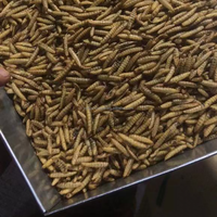 Mouches soldats noires séchées de qualité supérieure - Additif alimentaire pour volailles pour canards et poules