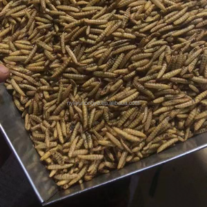 يرقات BSF المجففة الممتازة - إضافة غذائية للخنازير والماشية - Product Image 6